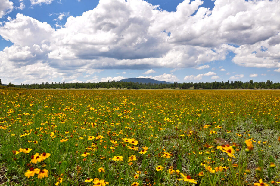 wild flowers in Montana