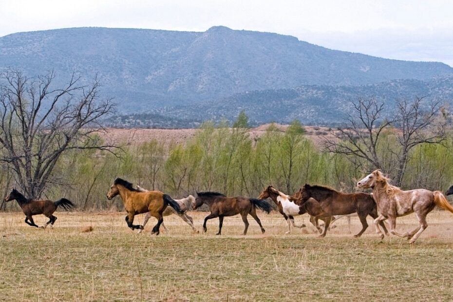 horse, equine, herd