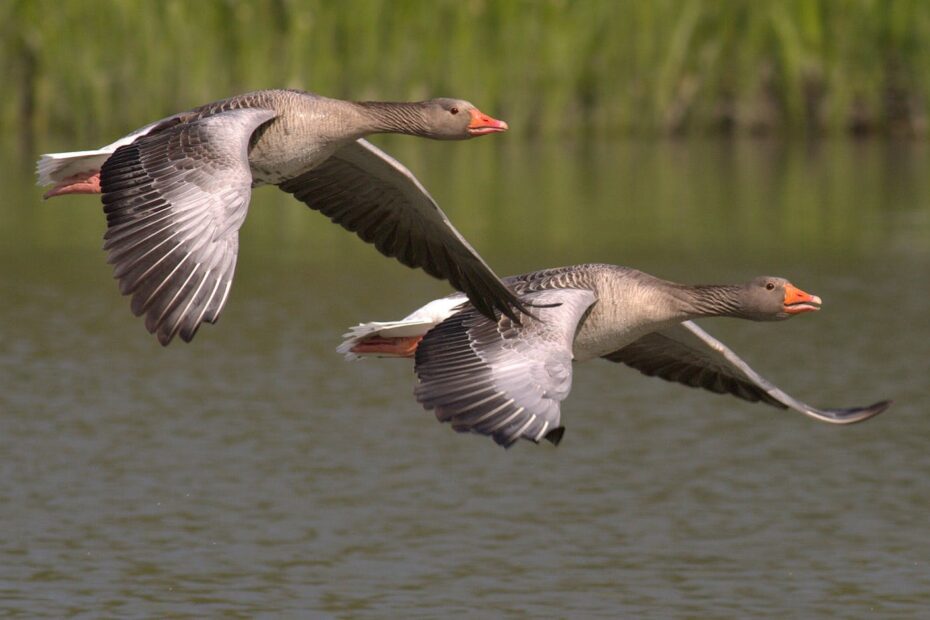 From Majestic Raptors to Colorful Songbirds: The Ultimate Guide to Bird Watching in Montana