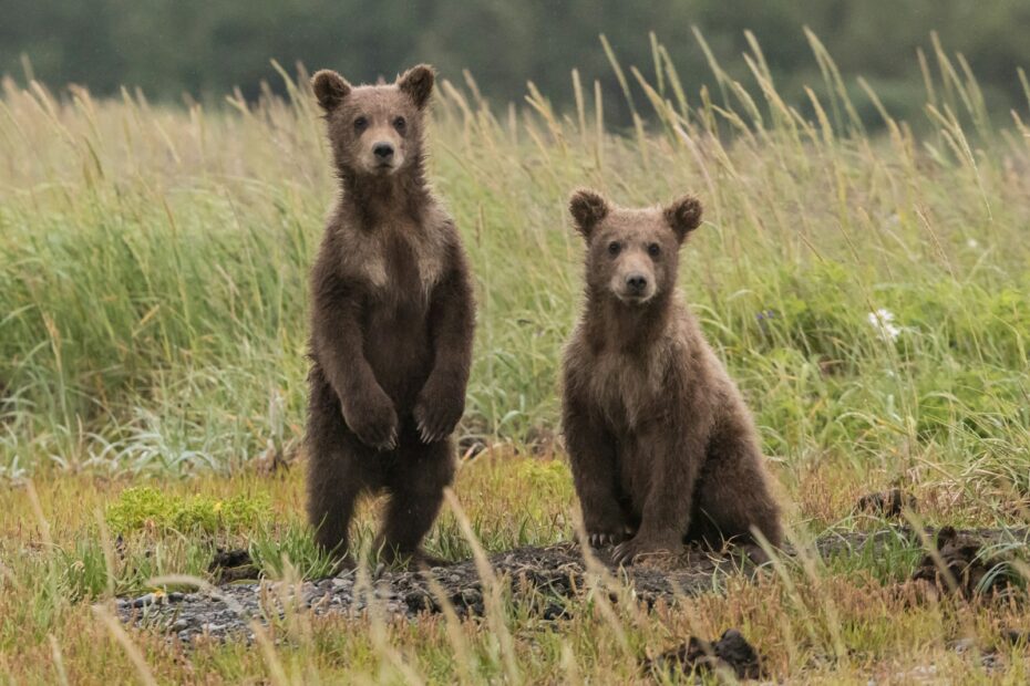 wildlife tours in Montana