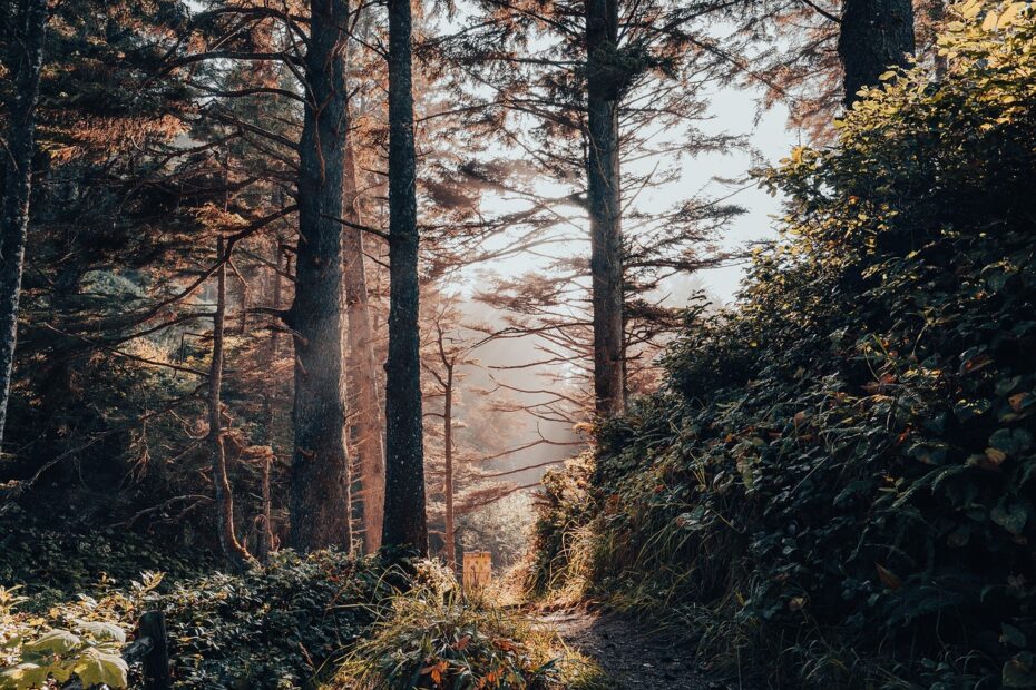 forest, nature, trees, montana wilderness