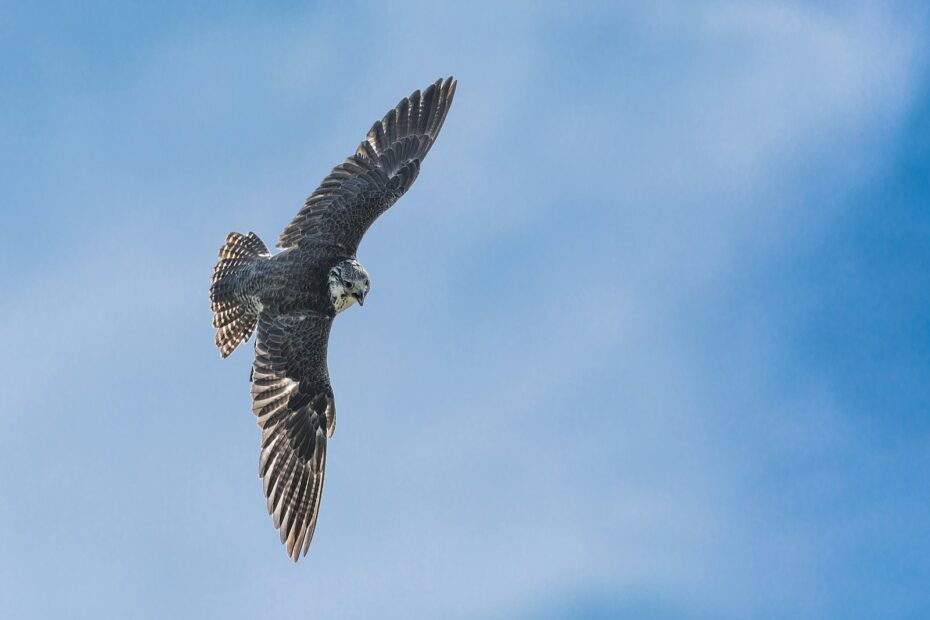 Ruffling Feathers: The Ultimate Guide to Finding Falcons in Montana, bird watching in montana