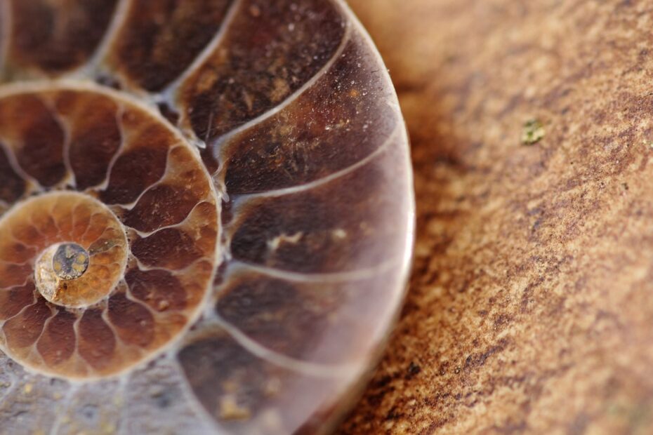 fossil, ammonite, petrification