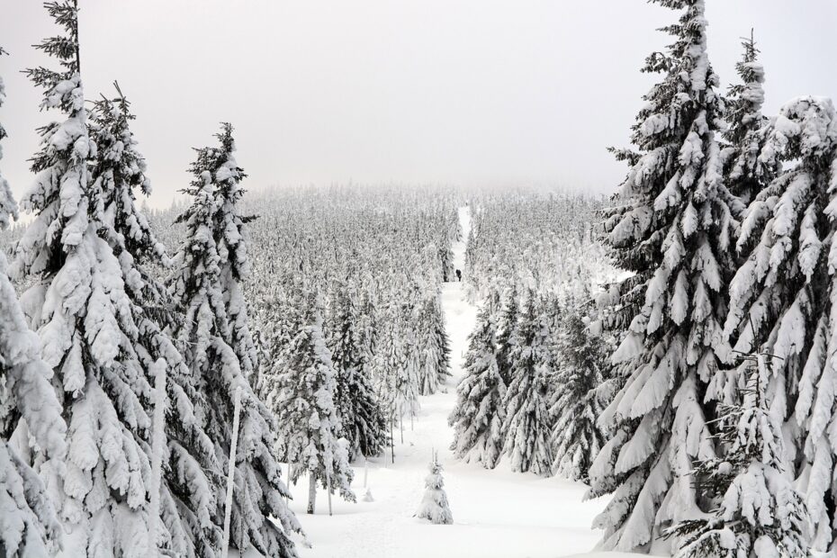 winter, trail, forest