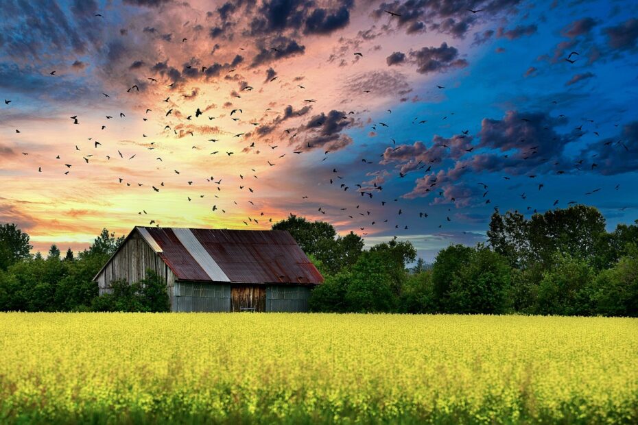 barn, farm, field