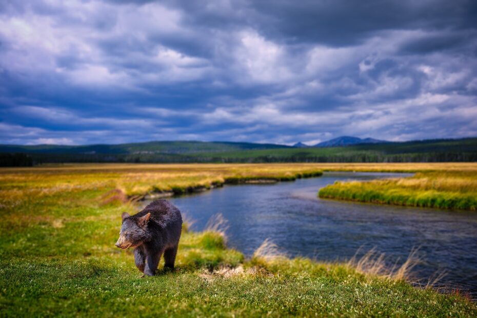 bear, cub, yearling