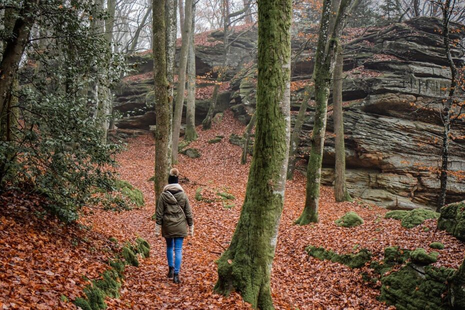 hiking, forest, nature