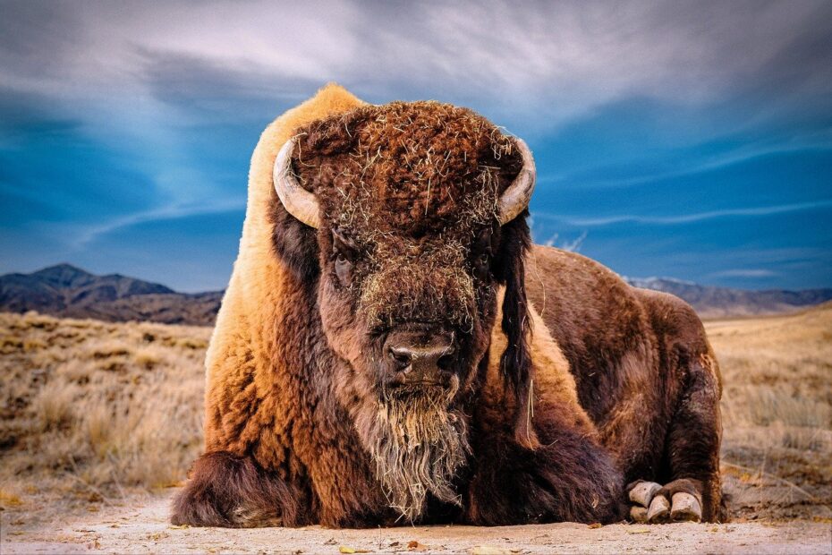 bison, buffalo, wildlife