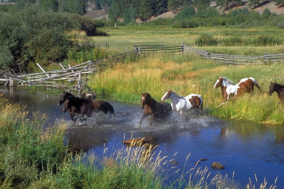 horses, running, ranch