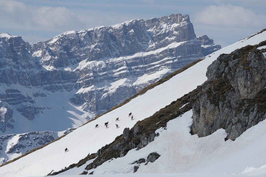 chamois, snow, mountain