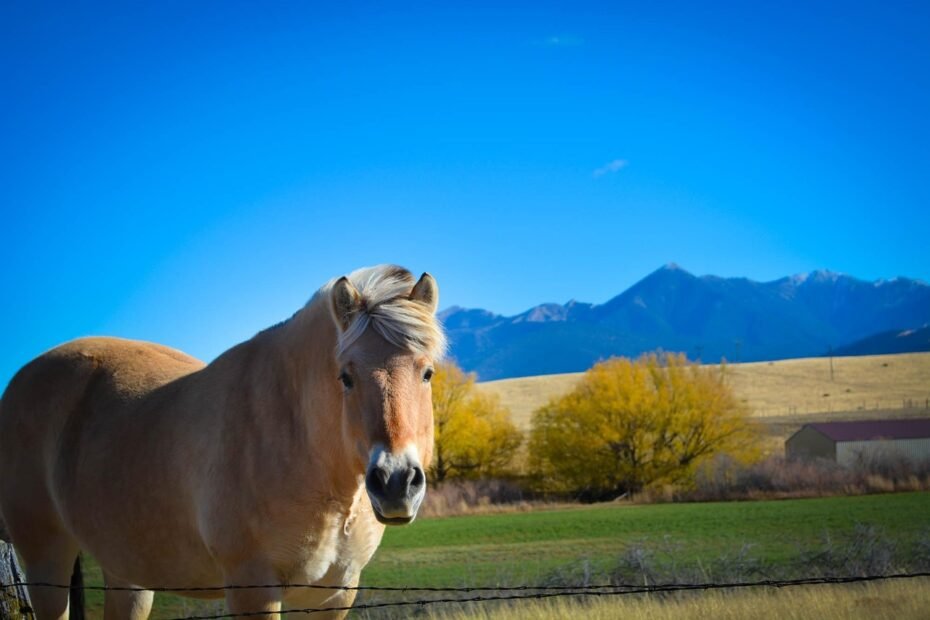 montana, nature, horse, mountain range, montana country, Billings,